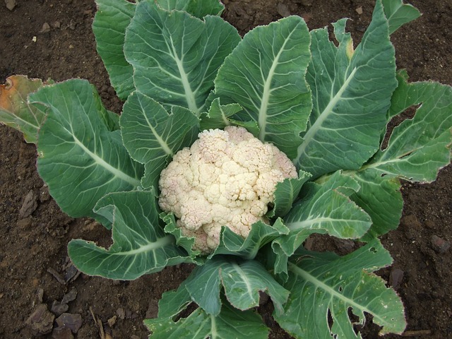 Blumenkohl im Garten anbauen