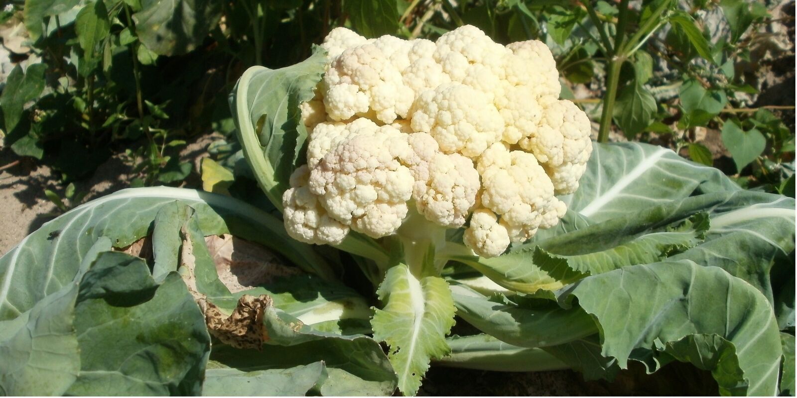 Planting distance for cauliflower in the bed.  