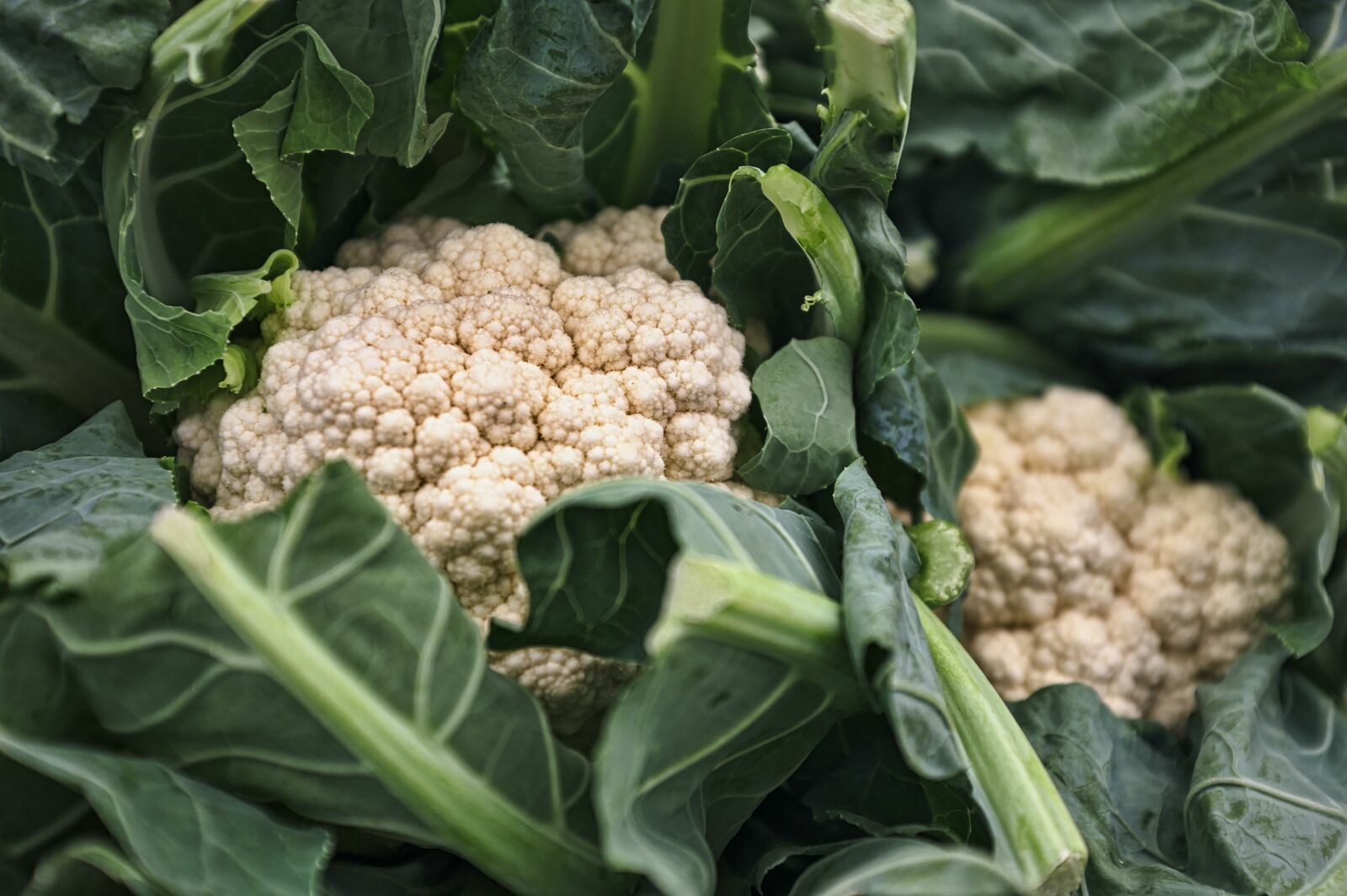 Planting, Growing & Harvesting Cauliflower: Tips for Cultivation
