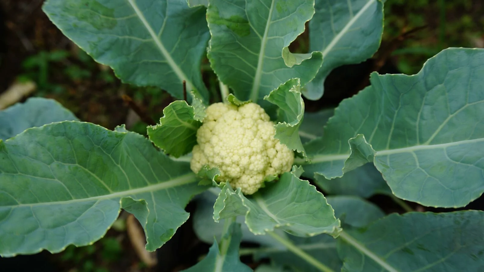 Eating cauliflower leaves