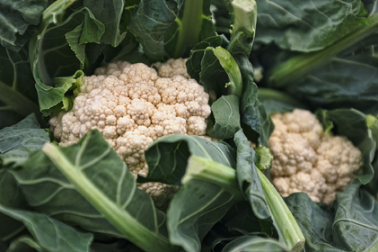 Blumenkohl pflanzen: Anbau, Pflege & Ernte