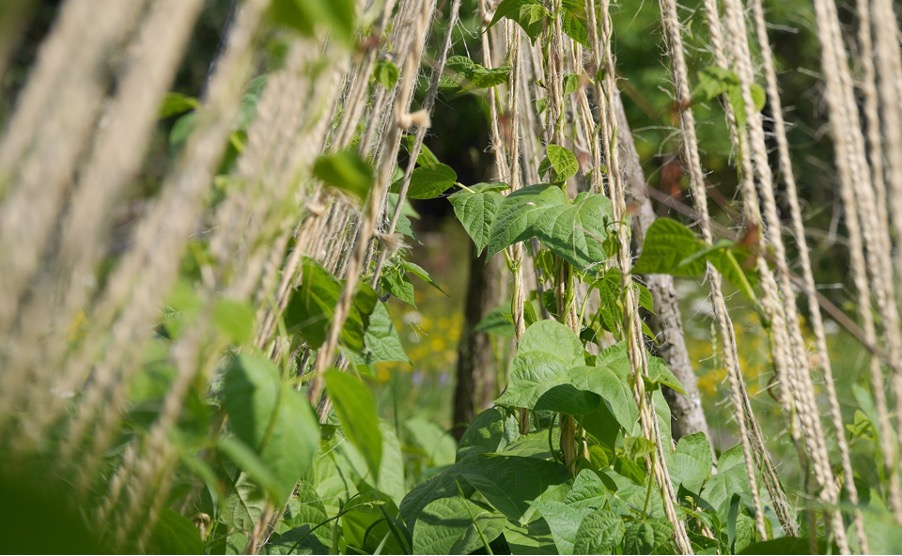 Planting runner beans with climbing support