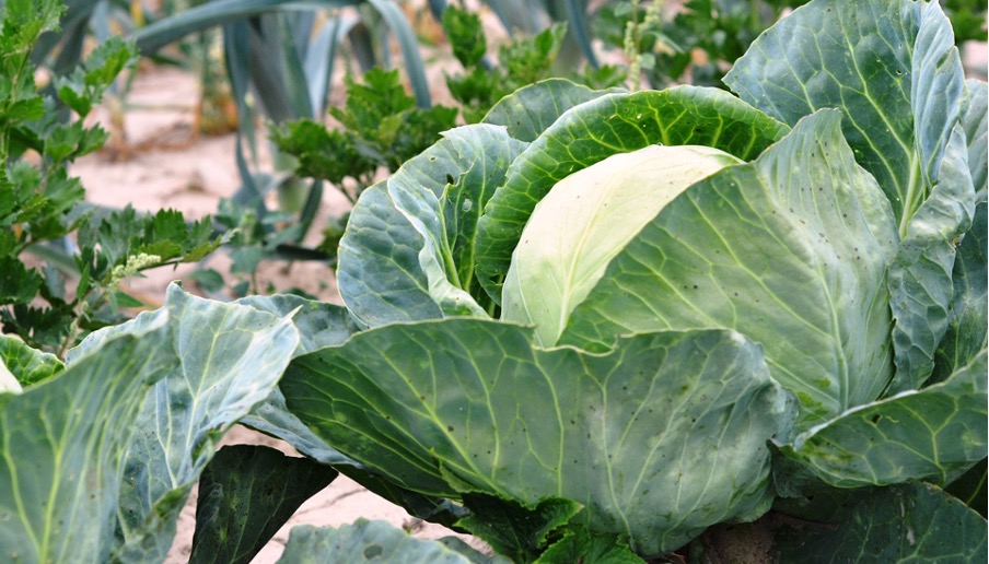 Cabbage as a good secondary crop for beans
