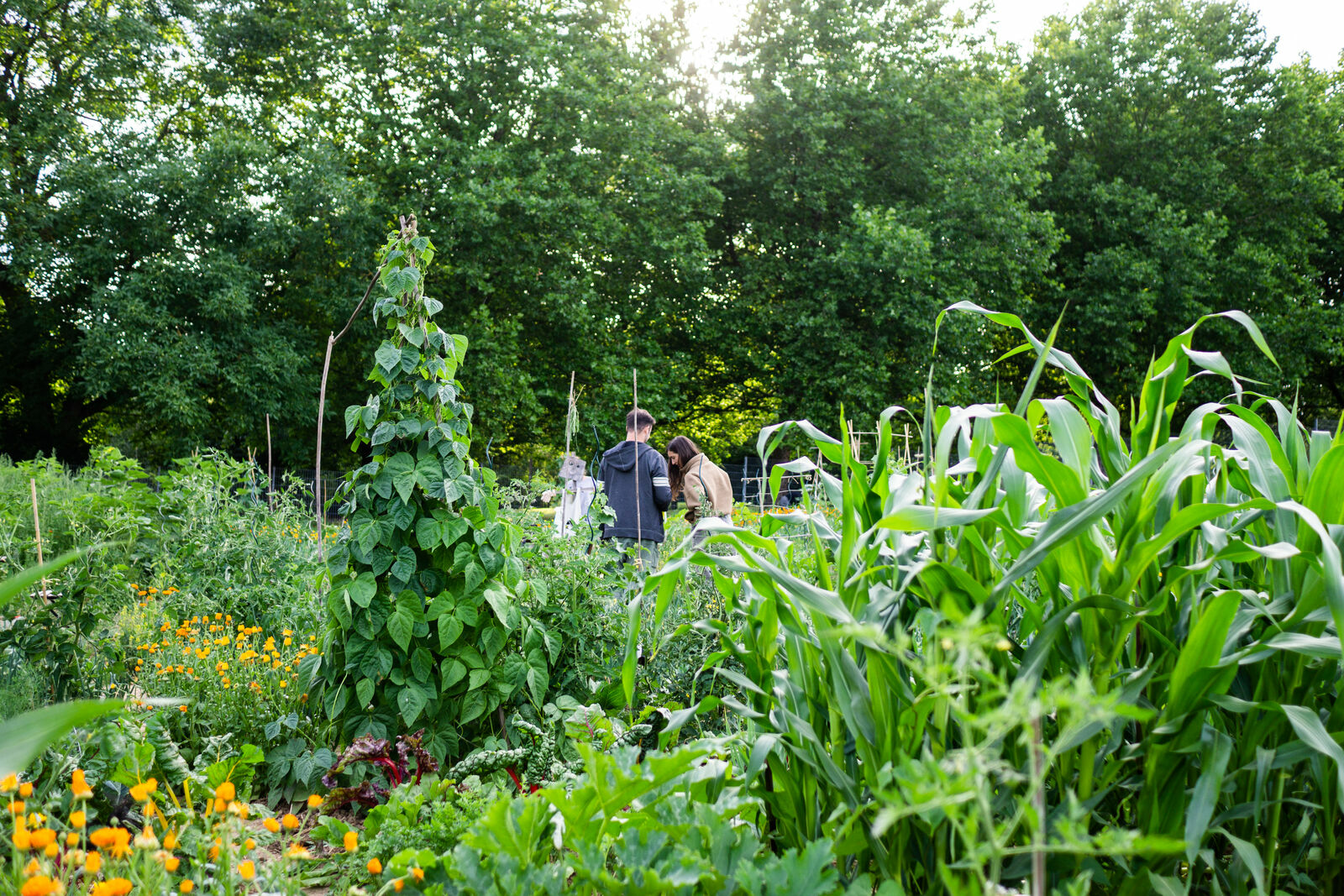 Companion Planting With Beans: What (Not) to Plant With Beans?