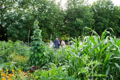 Companion Planting With Beans: What (Not) to Plant With Beans?