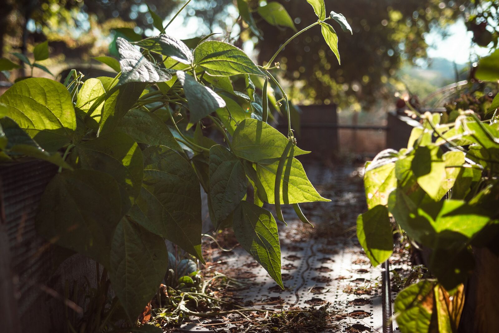 Good neighbors for bush beans