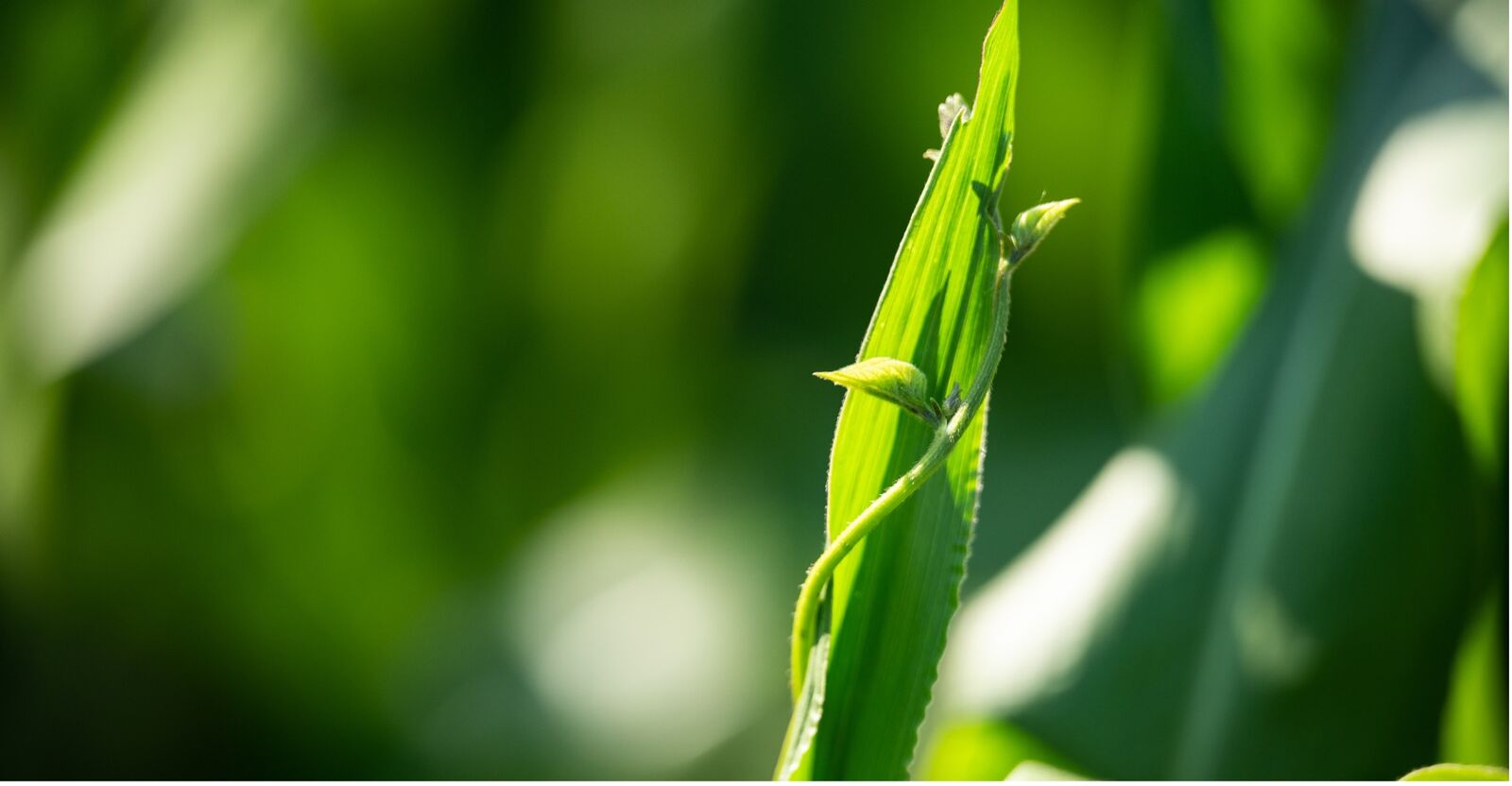 Maize as a good neighbour for beans