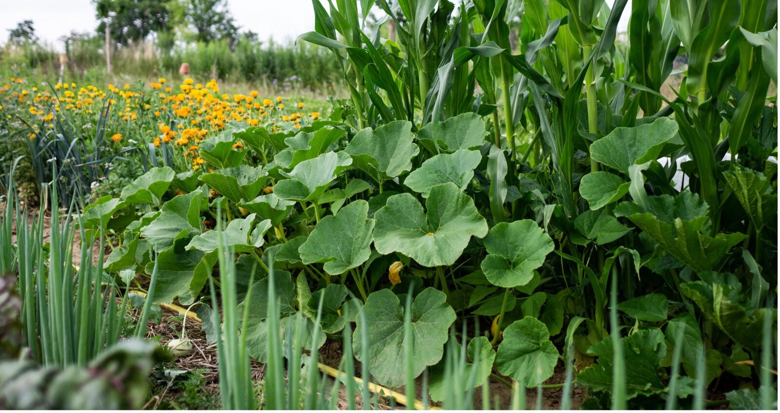 Pumpkin and corn as good neighbors for beans