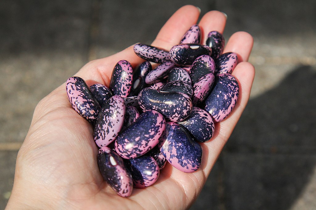 Fire bean seed
