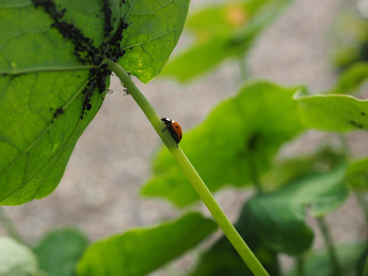 Marienkäfer und Blattläuse an einer Pflanze