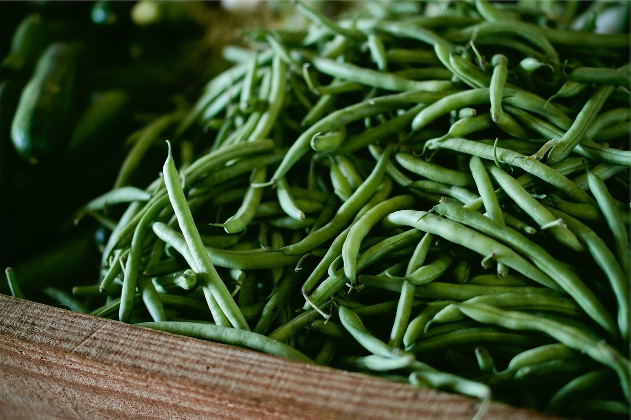Freshly harvested bush beans