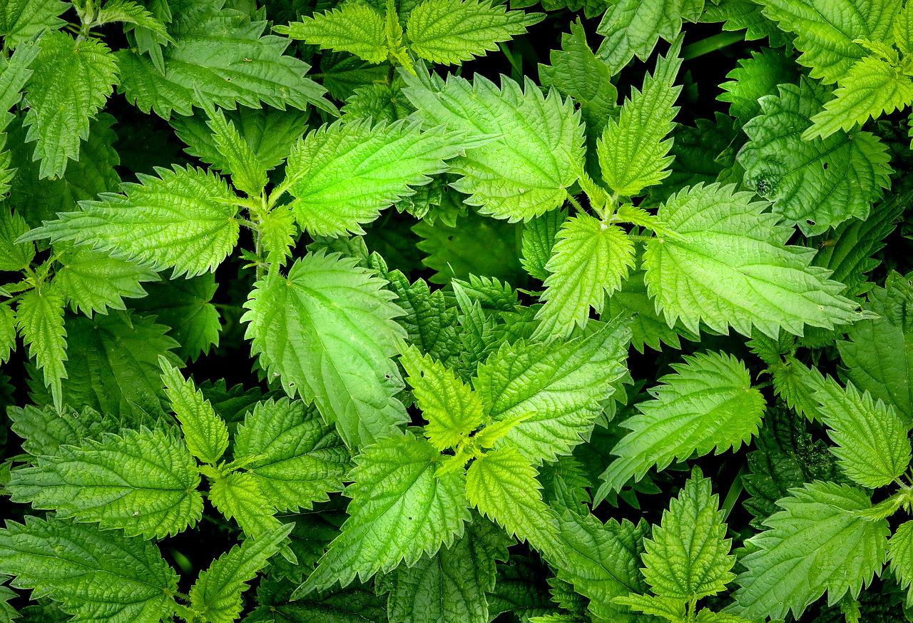 Nettles from above
