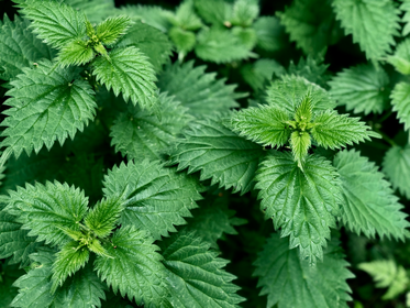 Making Nettle Slurry as Liquid Manure: Tips & Instructions