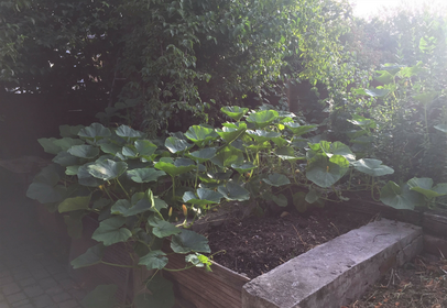 Mineral and Organic Fertilizers: How to Fertilize Naturally
