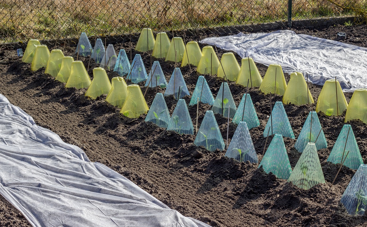 Frostschutz bei Gemüsepflanzen