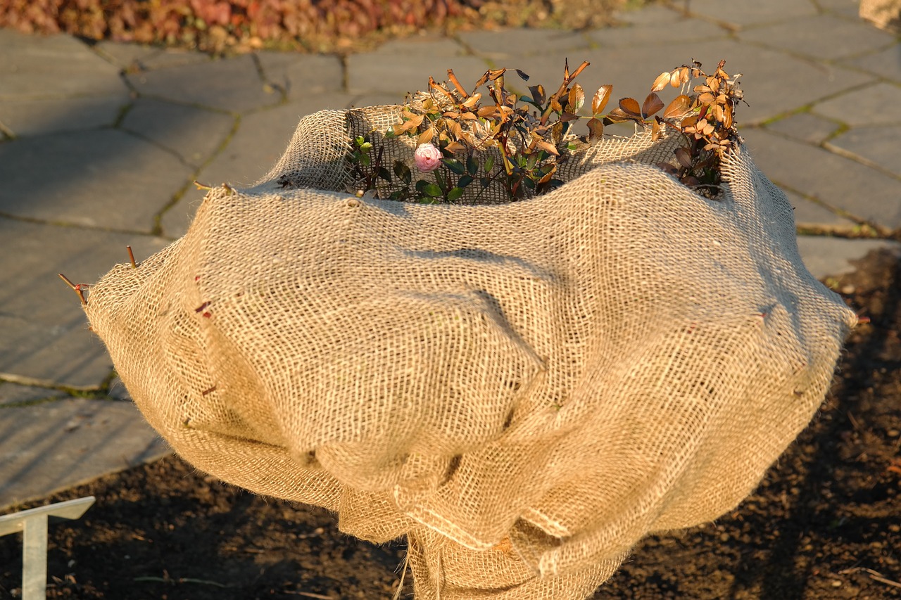 Frostschutz für Rosen