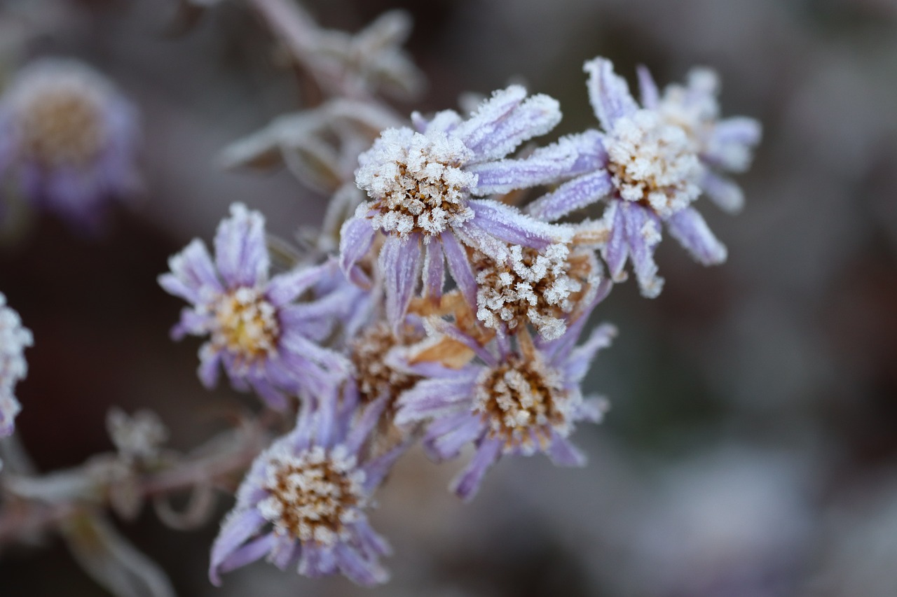 Spätfrost auf Blumen