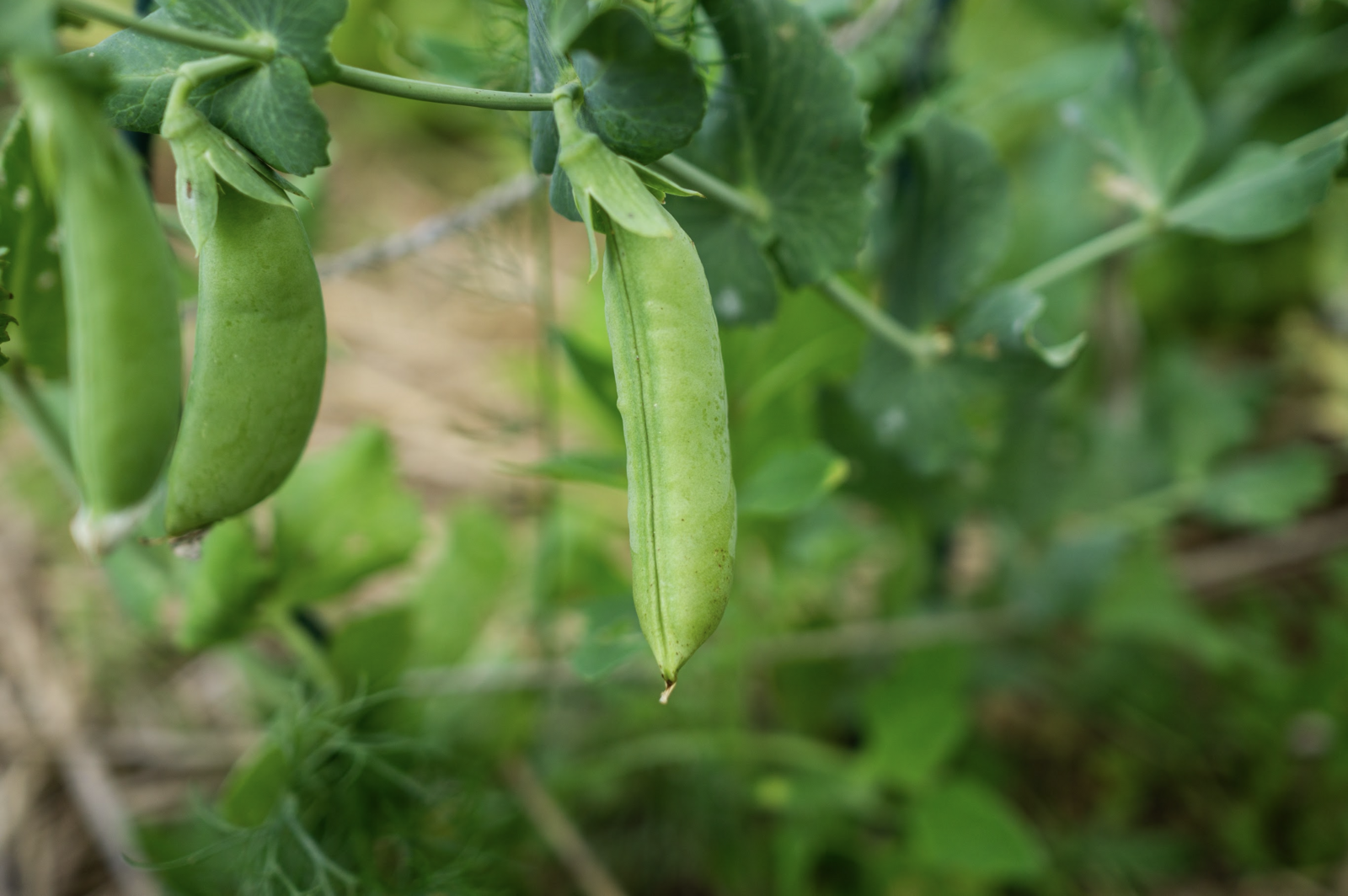 Erbsenpflanze mit reifer Markerbse