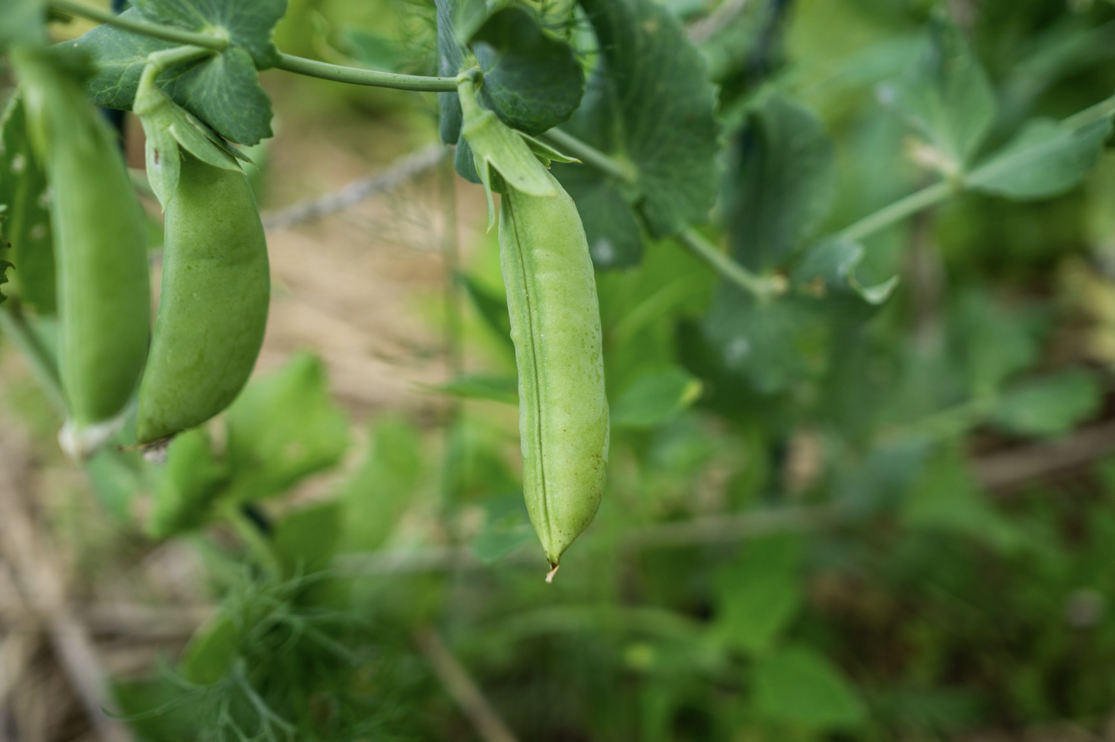 Pea plant with ripe pigeon pea