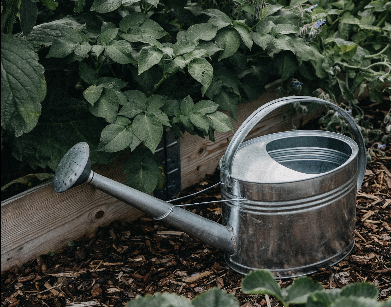 Watering can