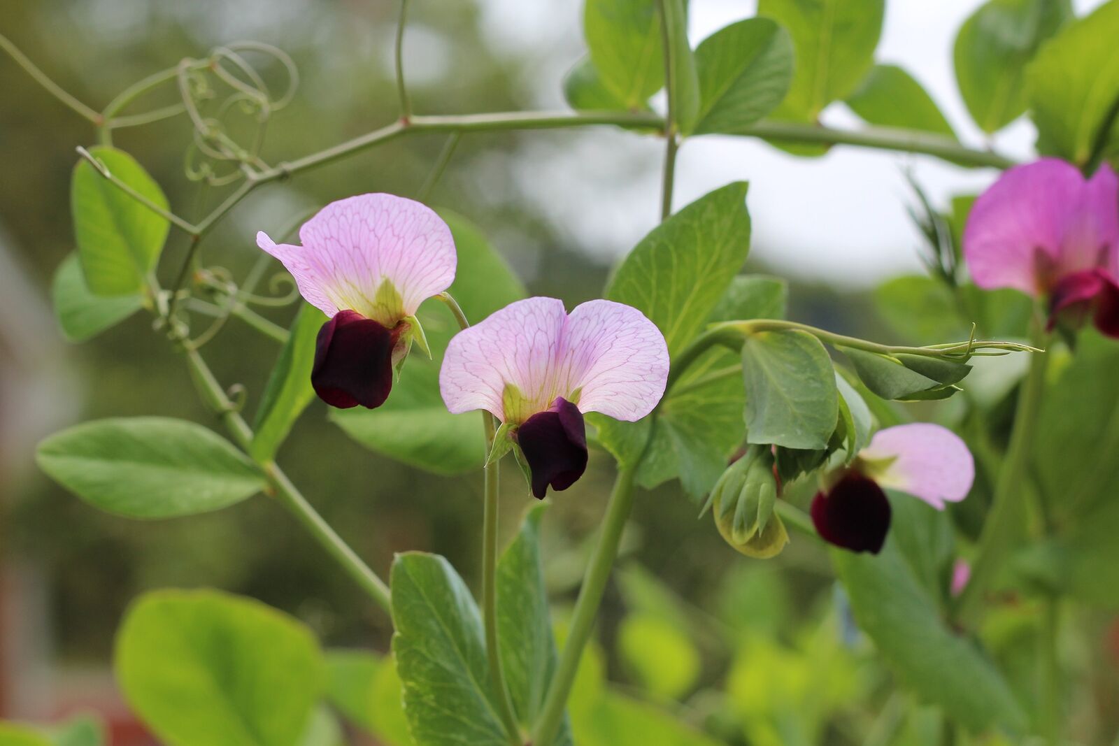 Erbsenpflanze mit Blüte