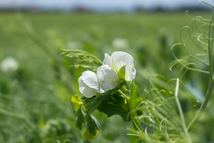 Planting Peas: Tips on Sowing, Care and Harvesting