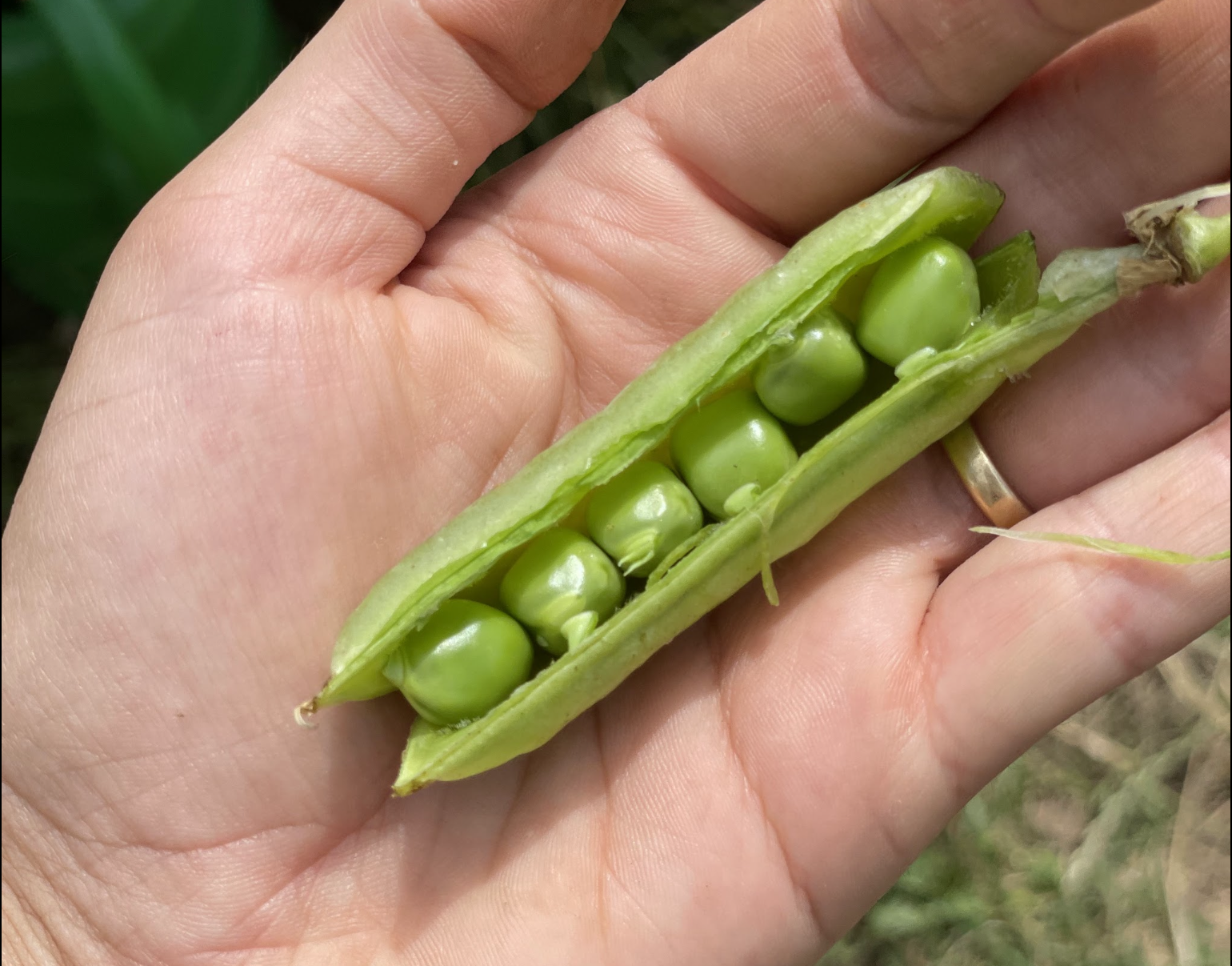 Ripe marrowfat peas 