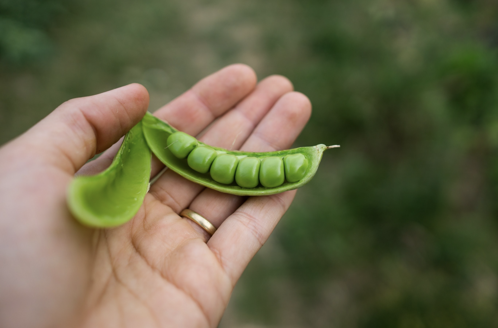 Ripe marrowfat peas