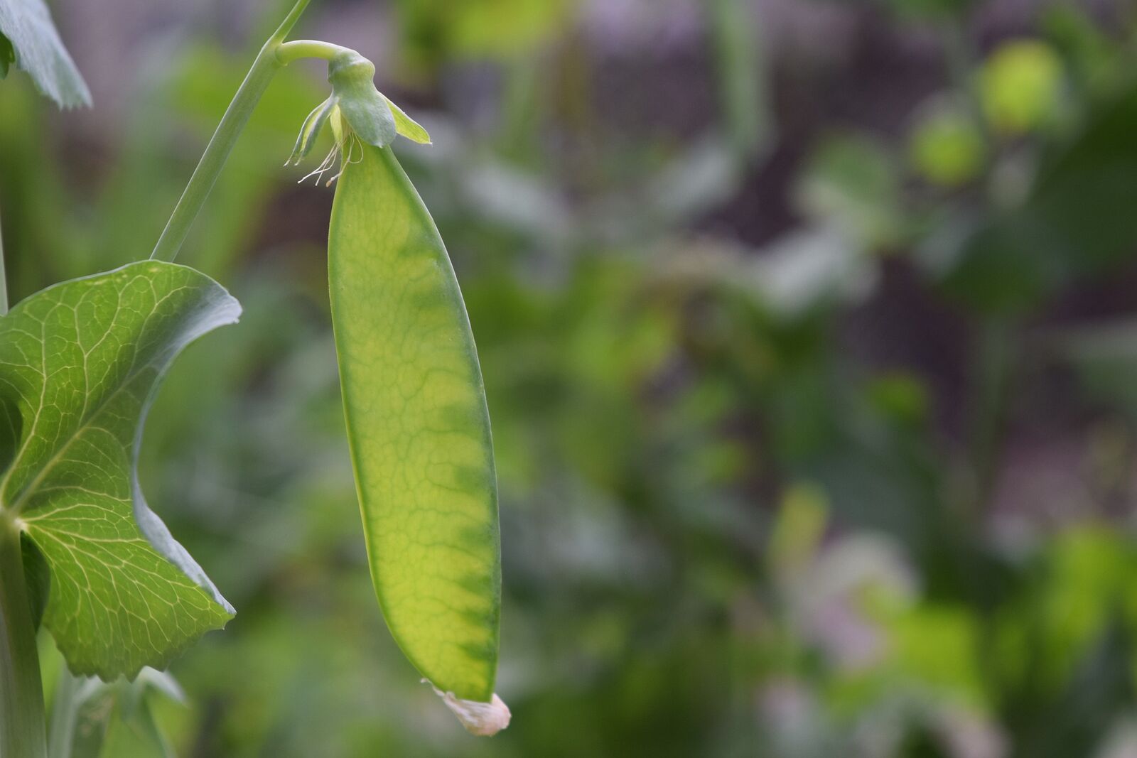 Sugar peas harvest