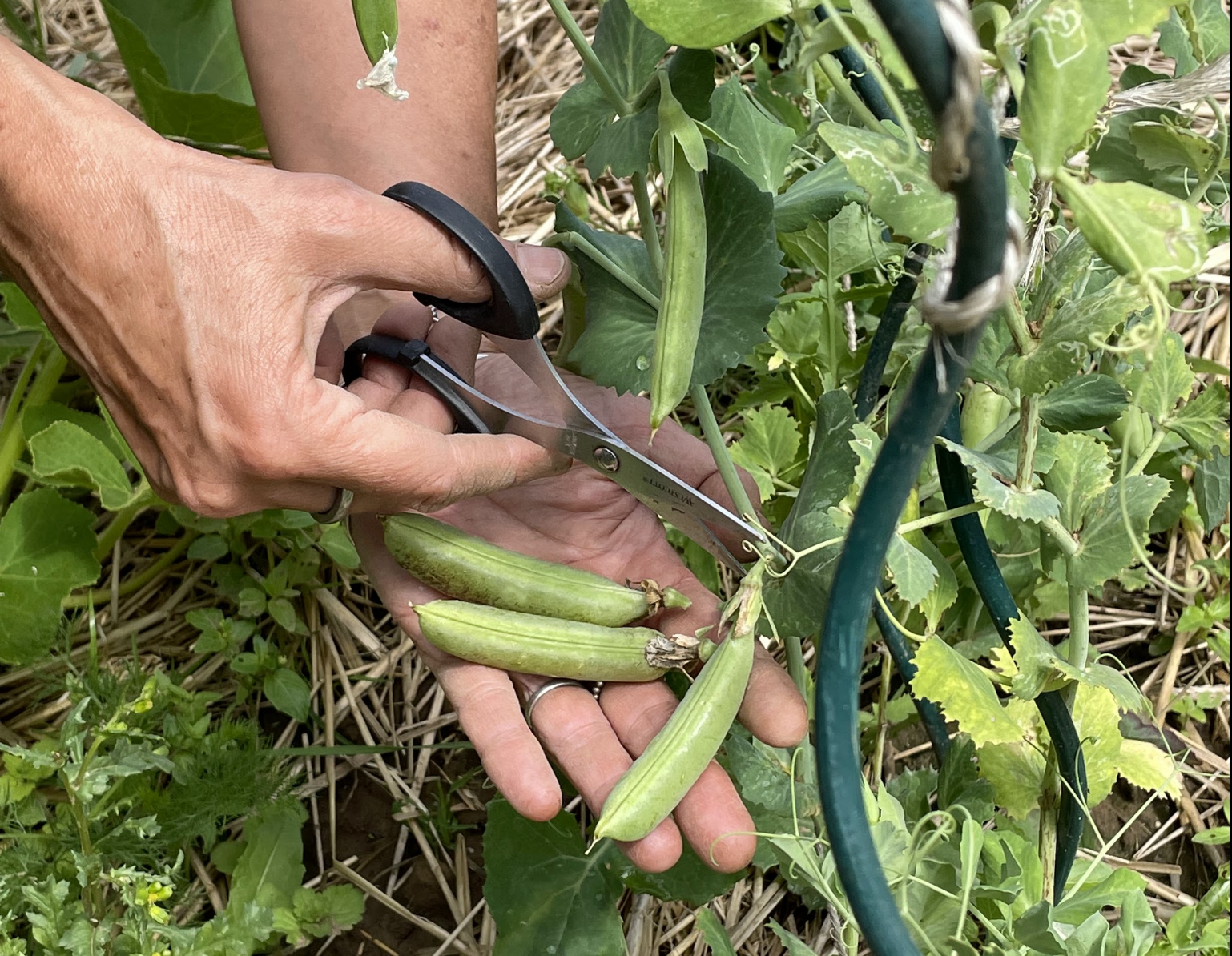 Marrowfat peas at harvest