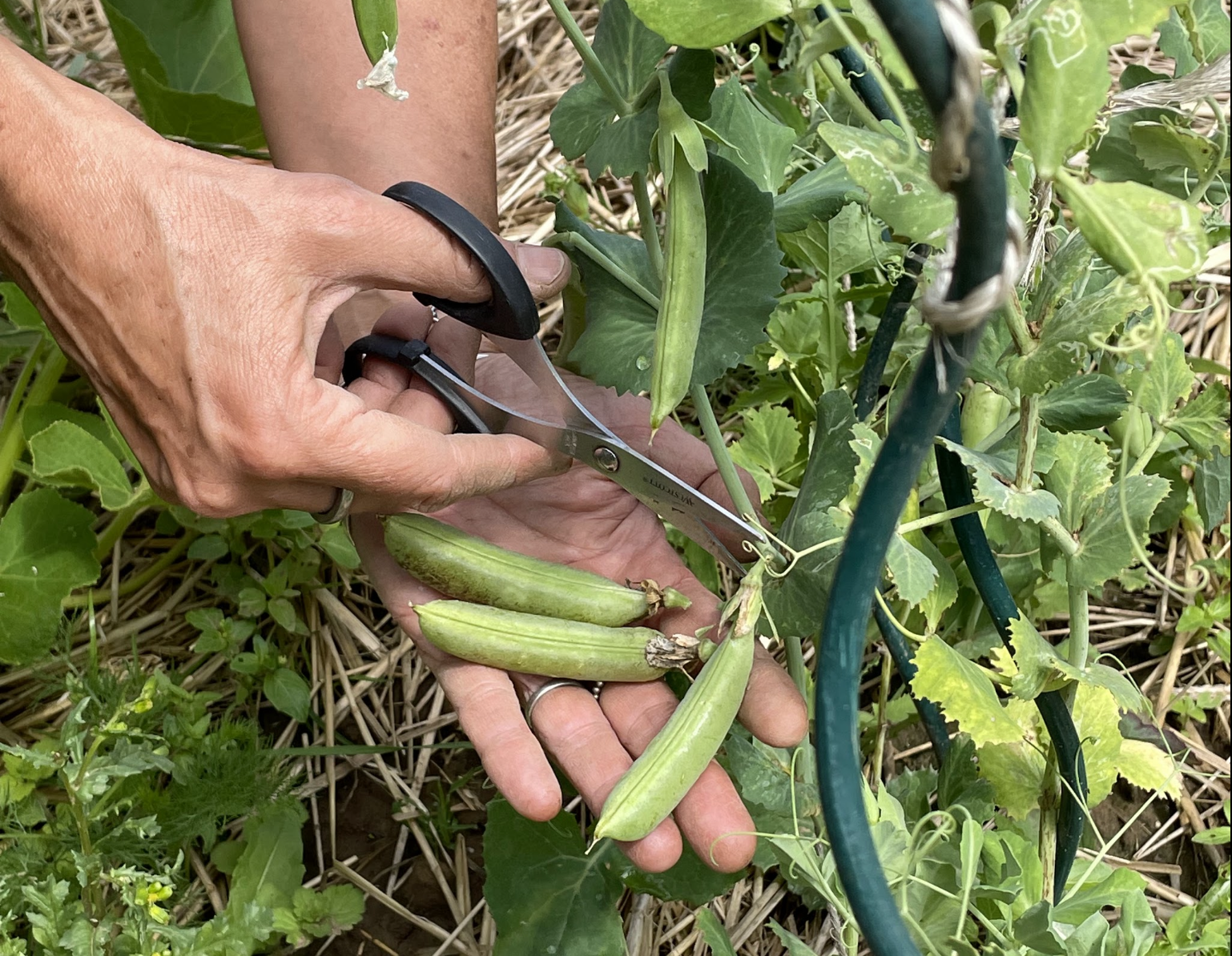 Markerbsen bei der Ernte