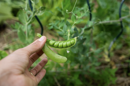 Erbsen ernten & haltbar machen