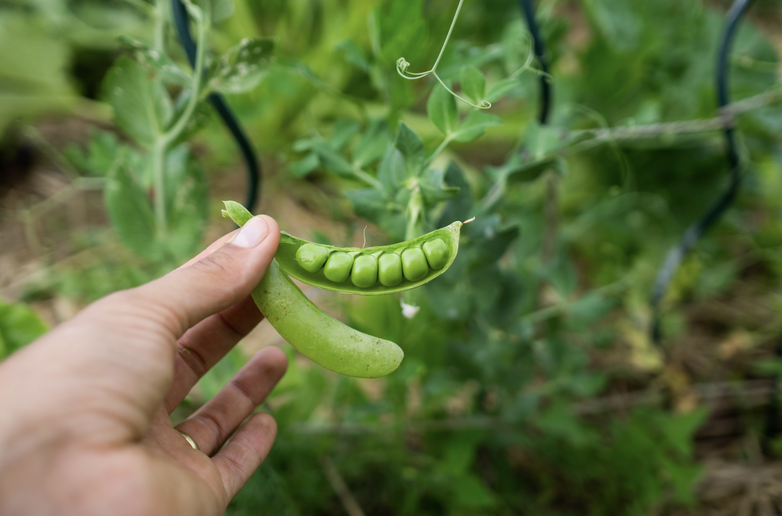 Harvesting & Preserving Peas