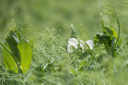 Peas in Mixed Cultivation: Good & Bad Companion Plants