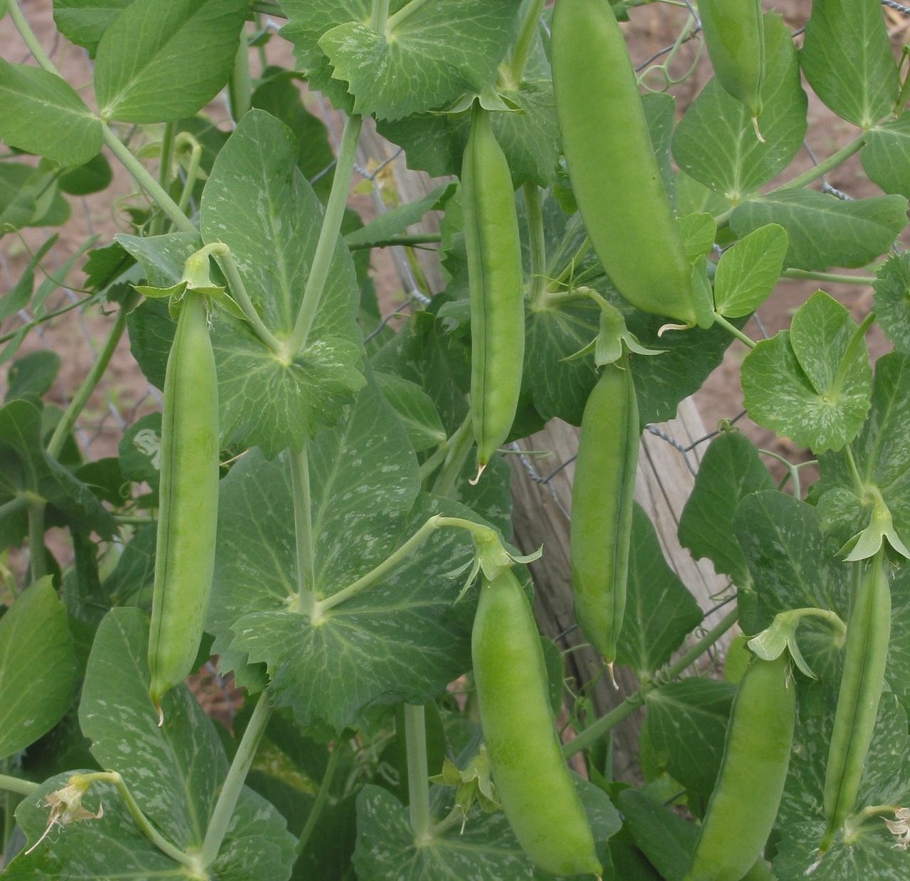 Peas in the garden