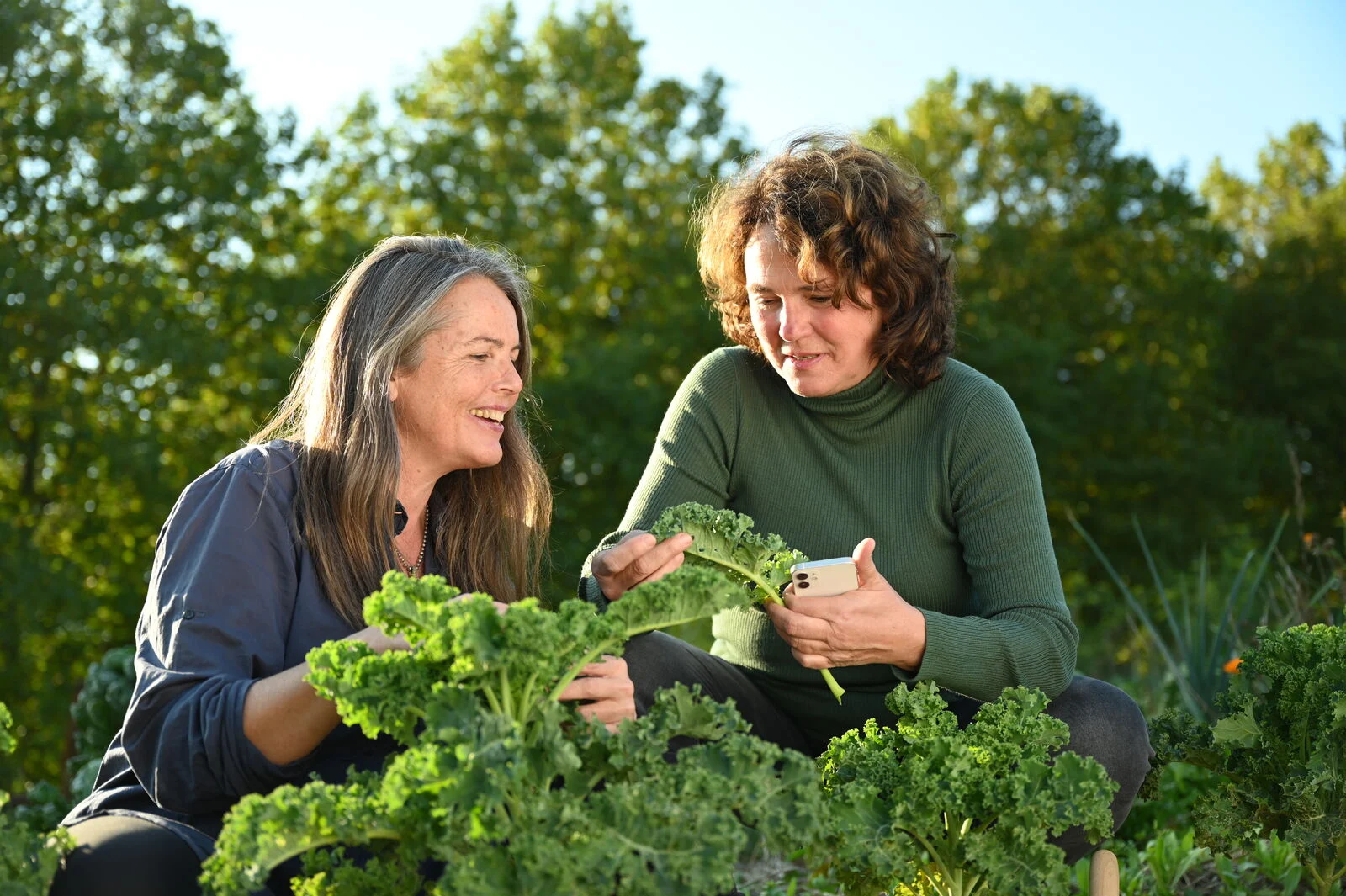 Mixed crop planning with kale and fryd