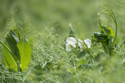 Peas in Mixed Cultivation: Good & Bad Companion Plants