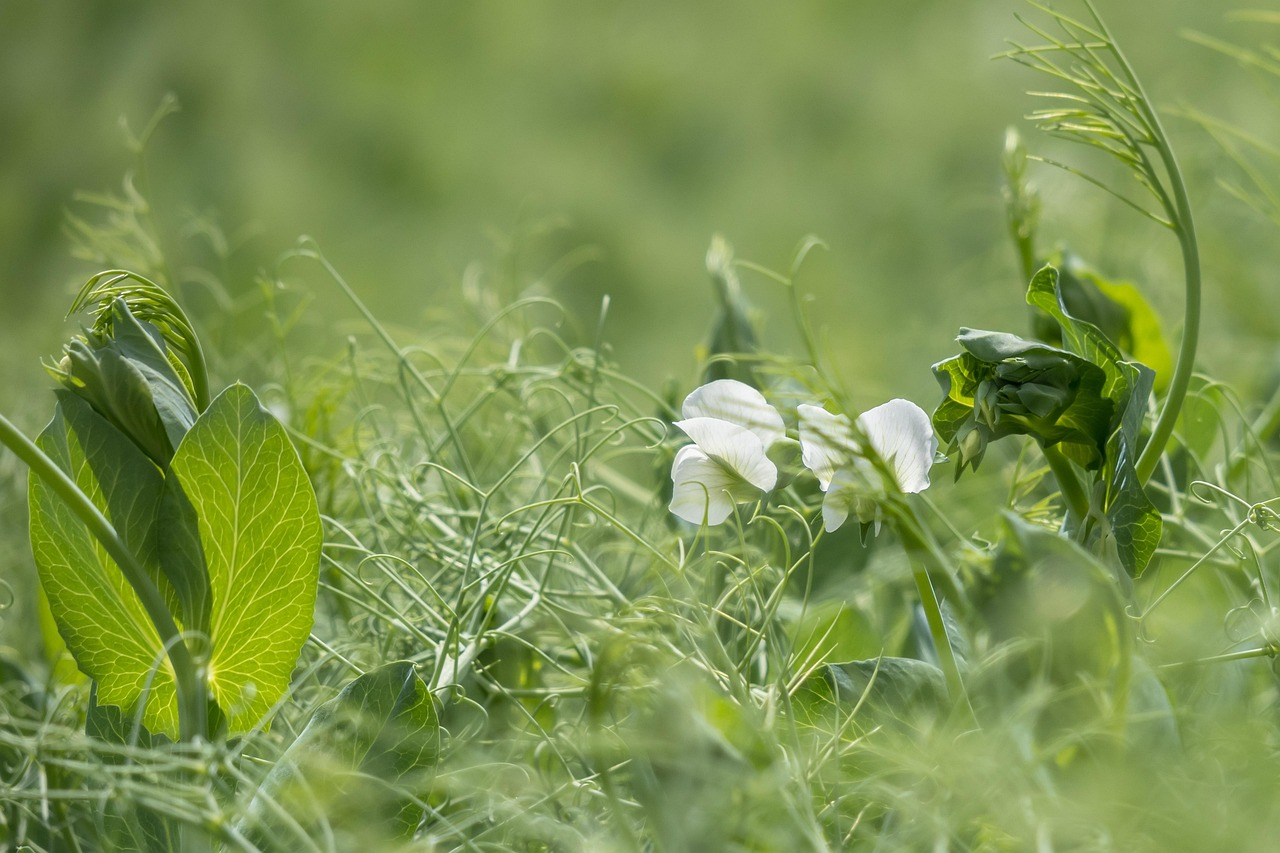 Peas in Mixed Cultivation: Good & Bad Companion Plants