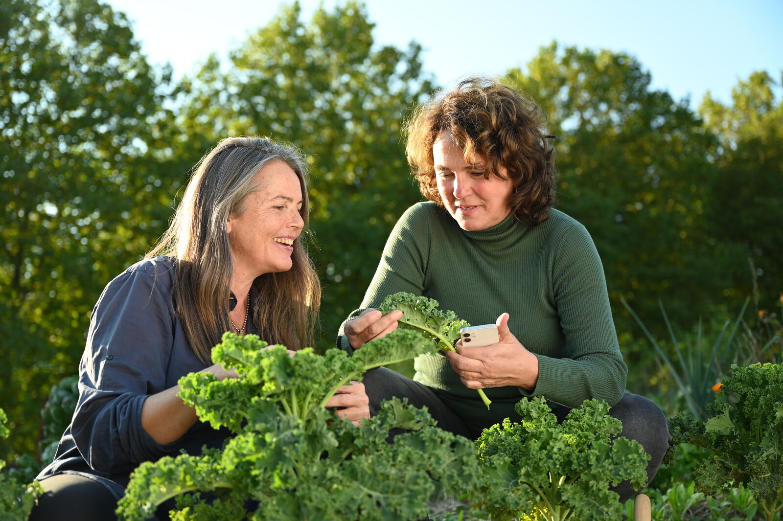 Mischkultur-Planung mit Grünkohl und Fryd