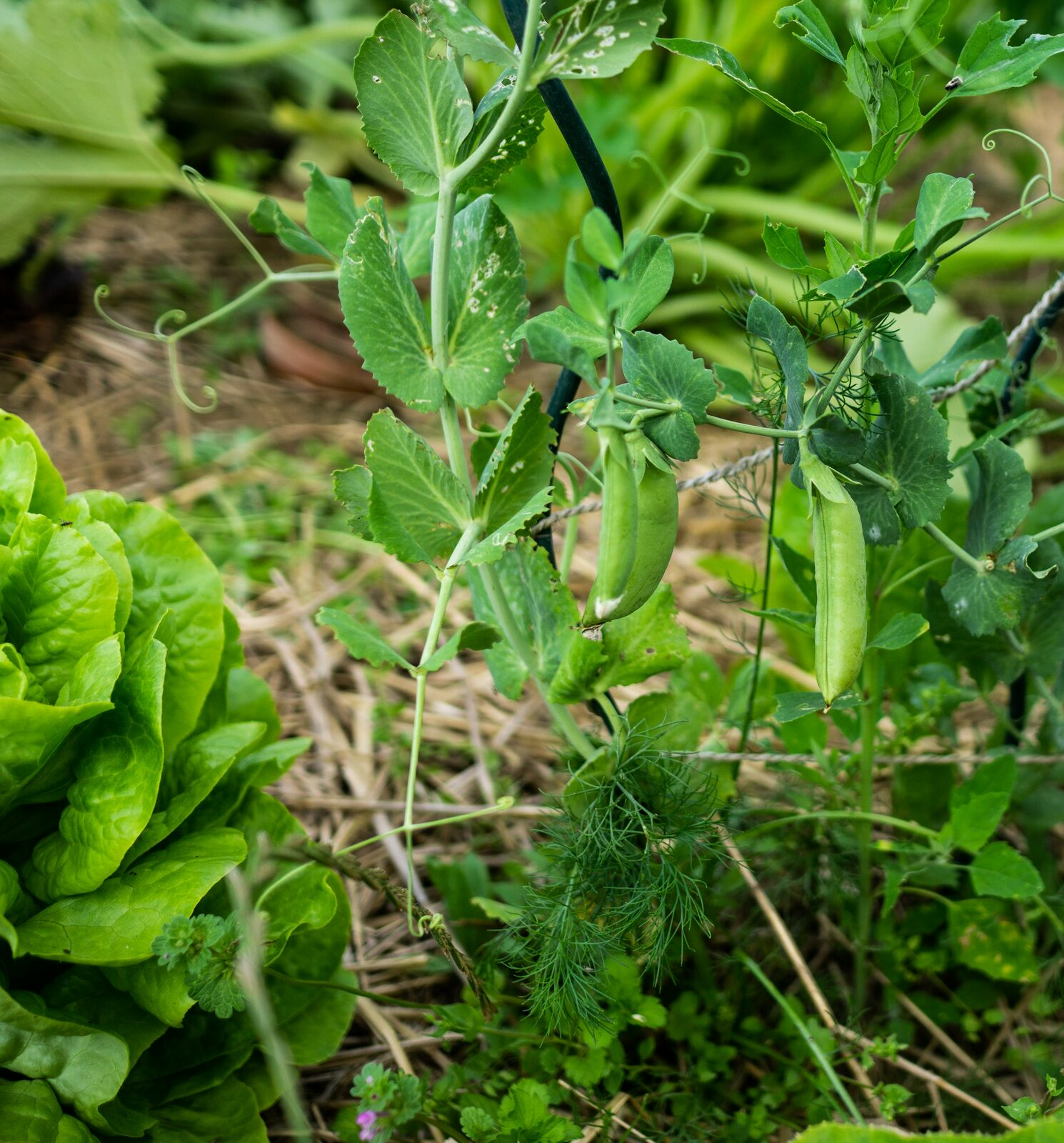 Peas in a mixed crop