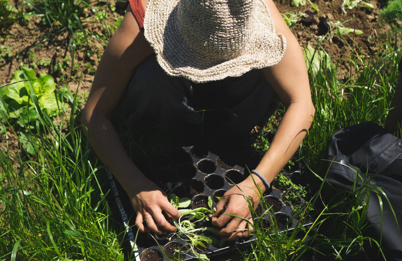 Planting a mixed culture 