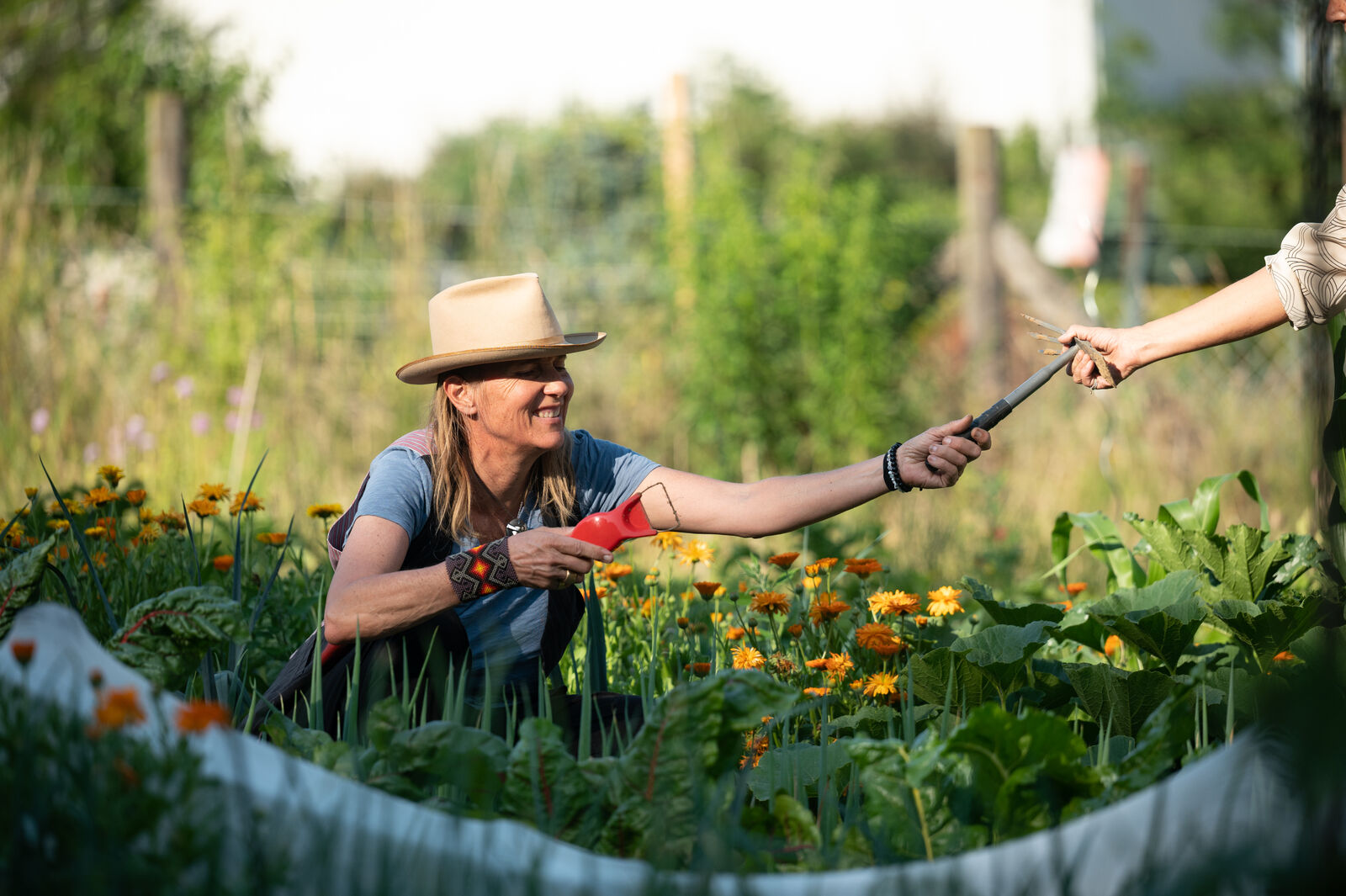Mixed cultivation with marigolds in the community garden