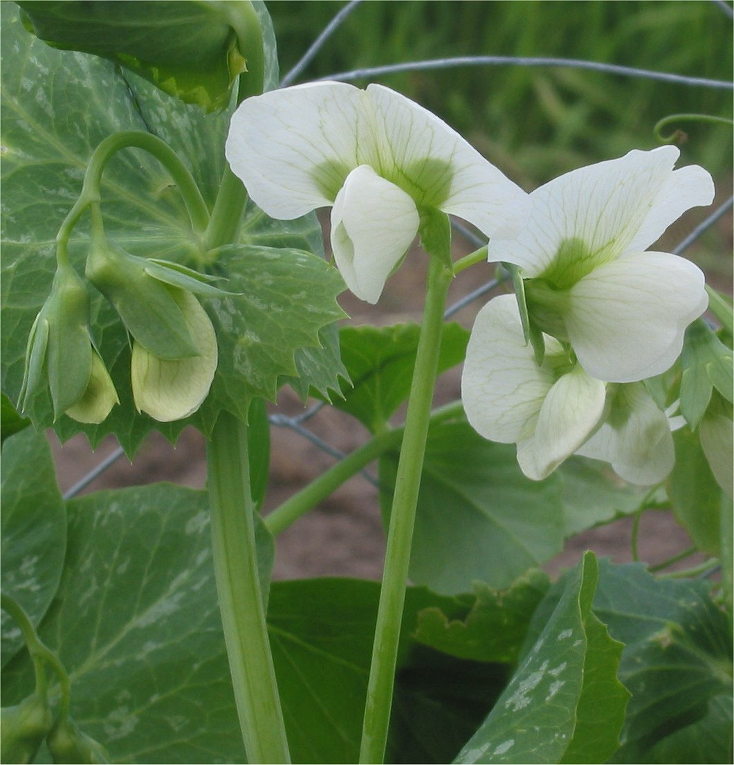 Pea in Bloom