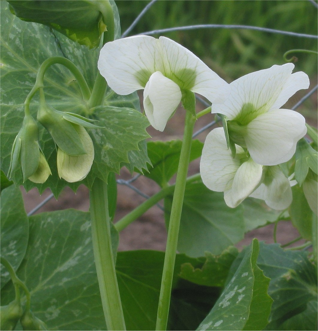 Pea in Bloom