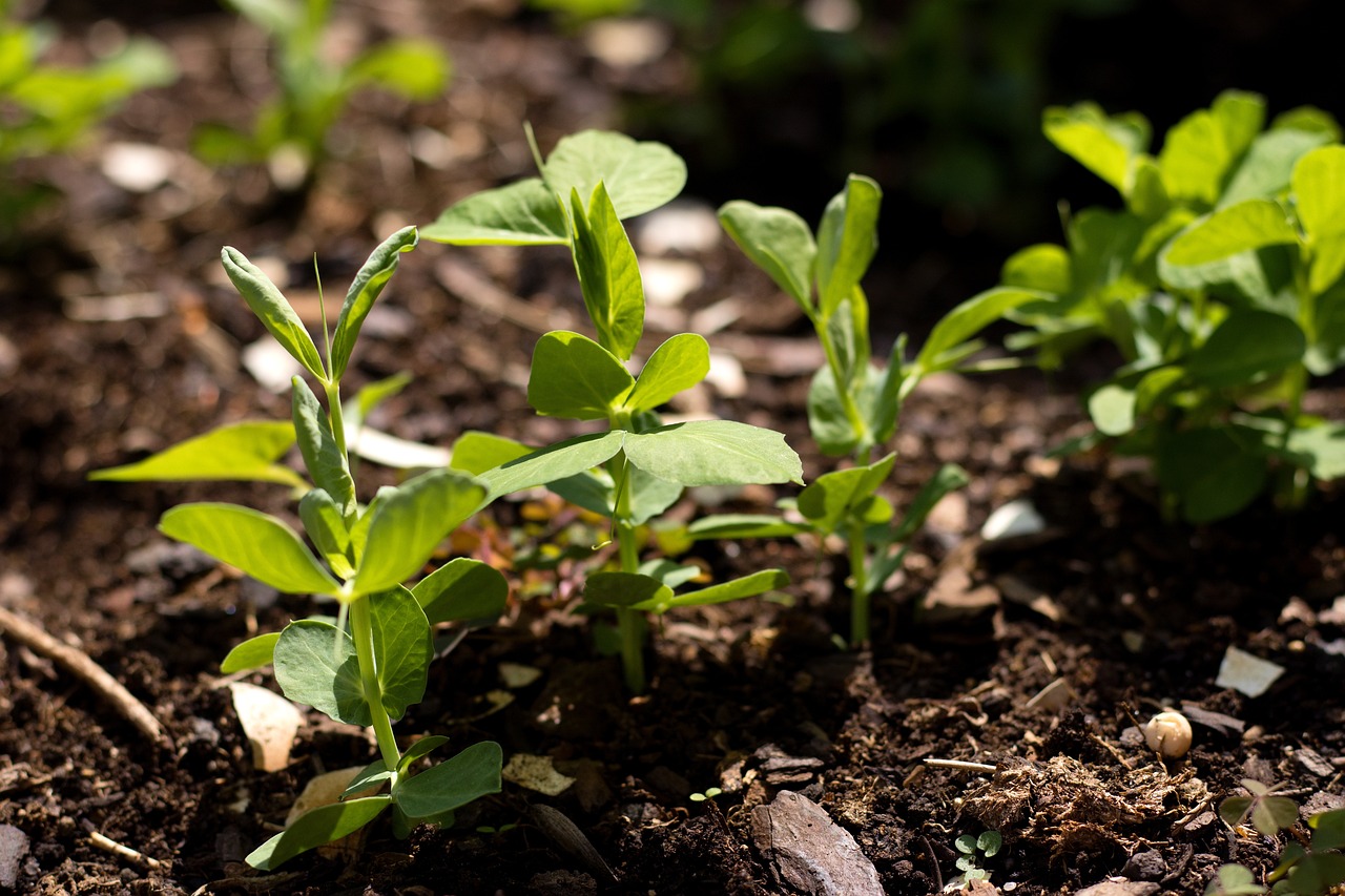Just sprouted peas in the bed