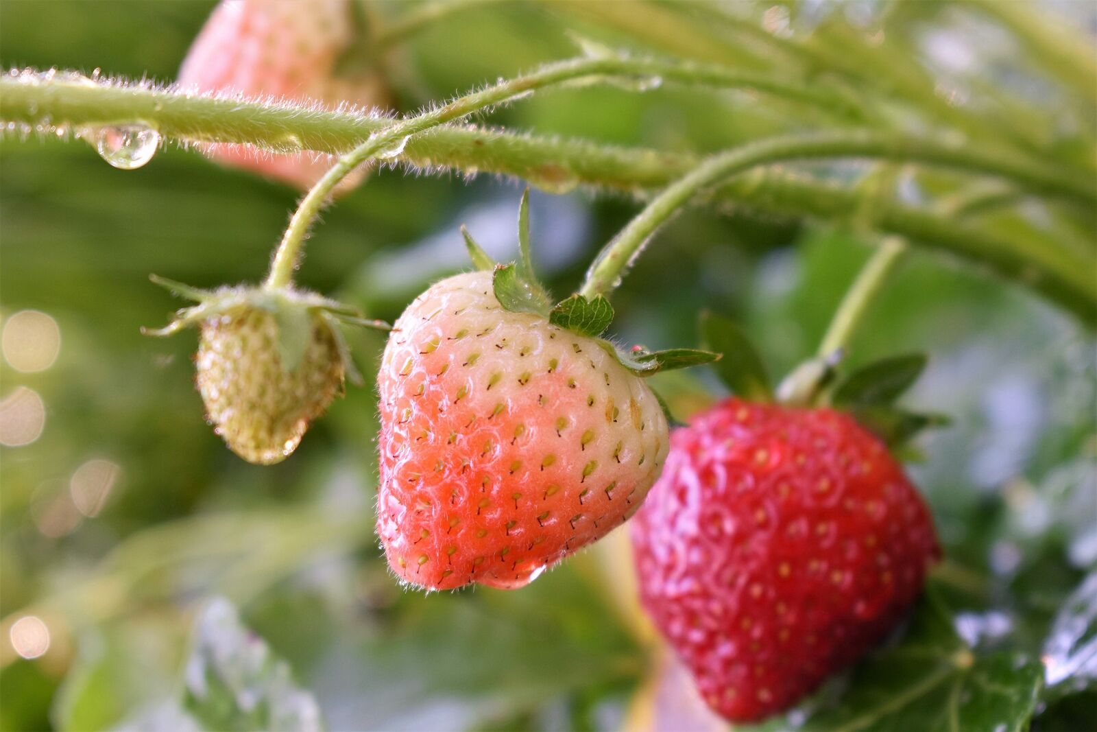 Fertilising Strawberries: Home Remedies & Natural Fertilisers at a Glance