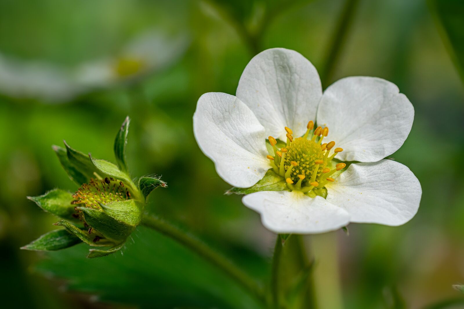 weiße Erdbeerblüte