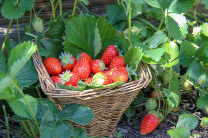 Erdbeeren pflanzen & pflücken: So gelingt's