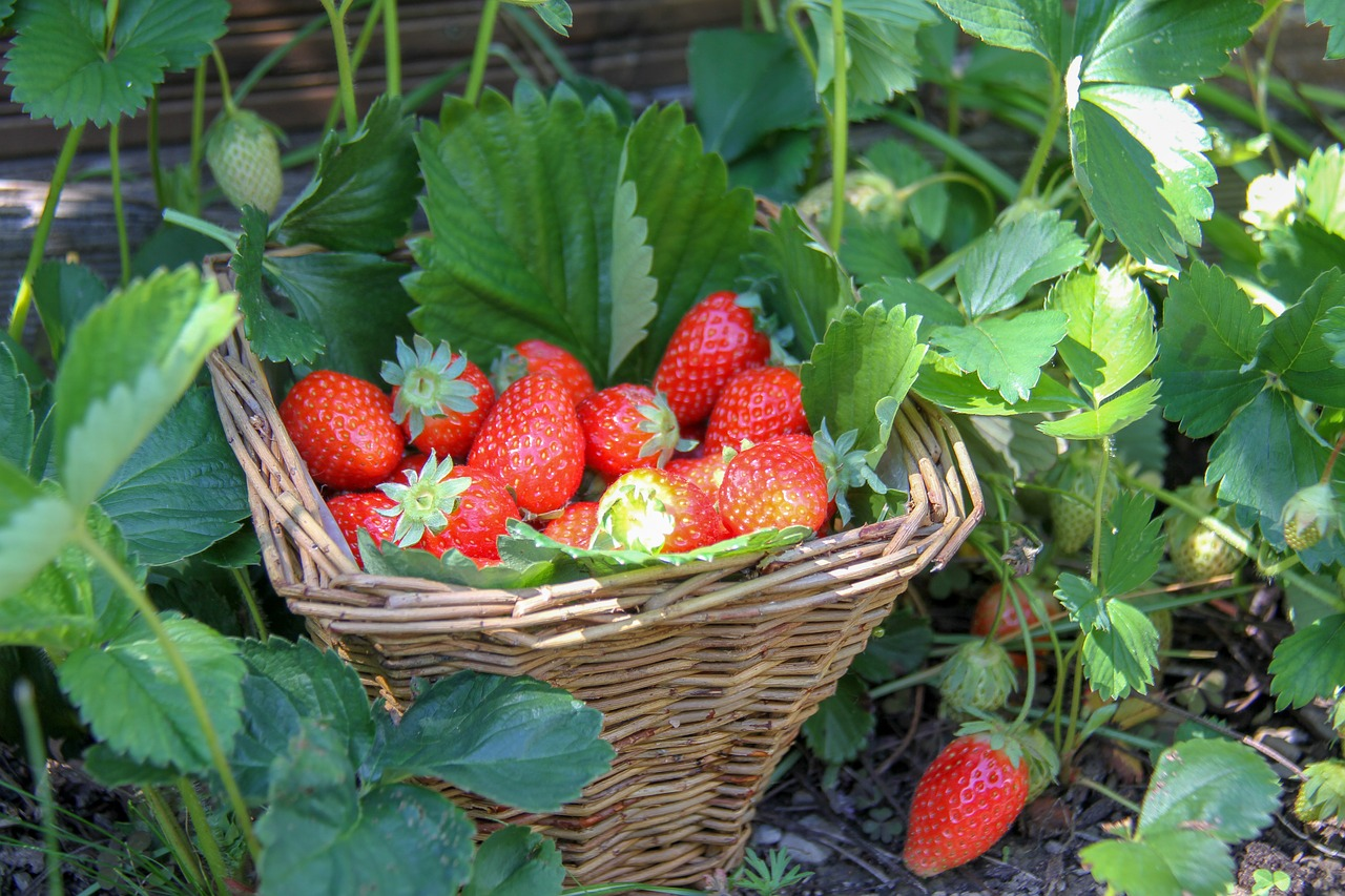 Planting & Picking Strawberries: How It’s Done
