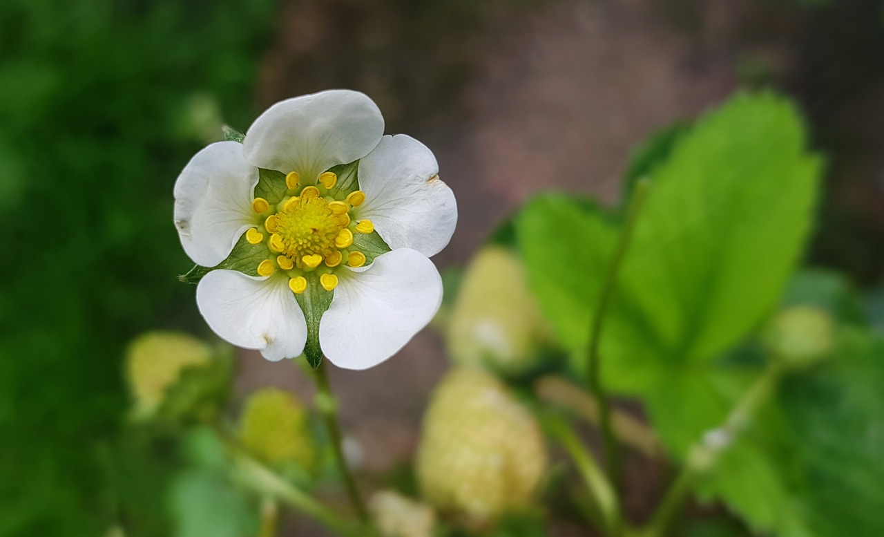 The strawberry plant develops delicate white flowers.